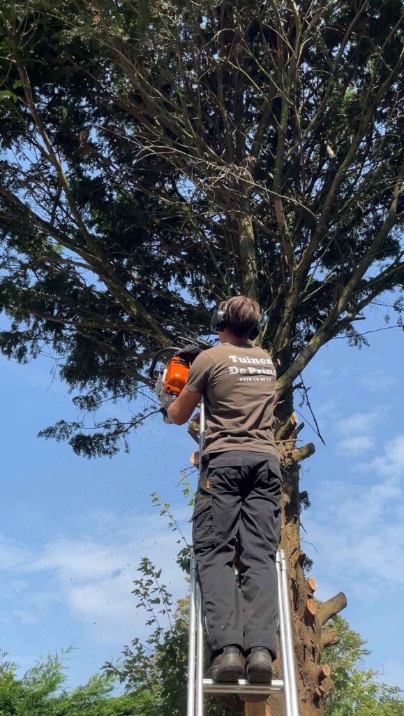 image00271 Tuinman boomverzoorging Mechelen